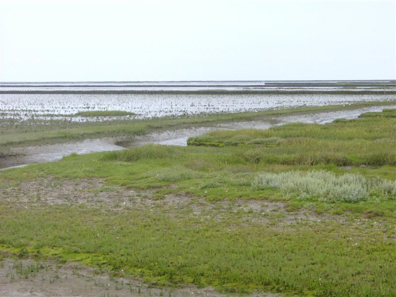 Salzwiese